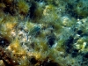 Karlobag 2012 Unterwasser 32