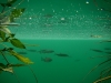 NP Plitvicer Seen > Unter Wasser