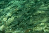 Schwarm kleine Ährenfische