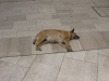 Sleep Dog Porec