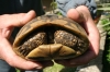 Schildkröten 4