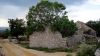 Kvarner/Velebit: INSEL PAG > Ruine mit Baum