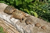 KORCULA > Familie Schildkröte