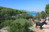 Norddalmatien: DUGI OTOK > Uvala Mir mit Eseln im Naturpark Telascica