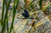 Dalmatien: KRKA > Libelle am Wasser