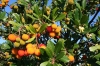 Dalmatien: INSEL KORCULA > Erdbeerbaum im November