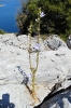 Dalmatien: INSEL ZVERINAC > Glockenblume am Gipfel des Bergs Klis