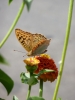 Dalmatien: KORCULA > Schmetterling