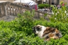 Dalmatien: Korcula > Grünes Katzenbett