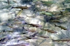 Dalmatien: KRKA > Fische in der Krka bei den Wasserfällen