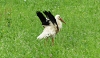 Gorski Kotar>Storch beim Abflug