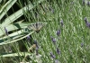 Kvarner: BELI > Schmetterling auf Lavendel